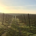 Groesbeek Wijndorp, de wijngaarden van Colonjes
