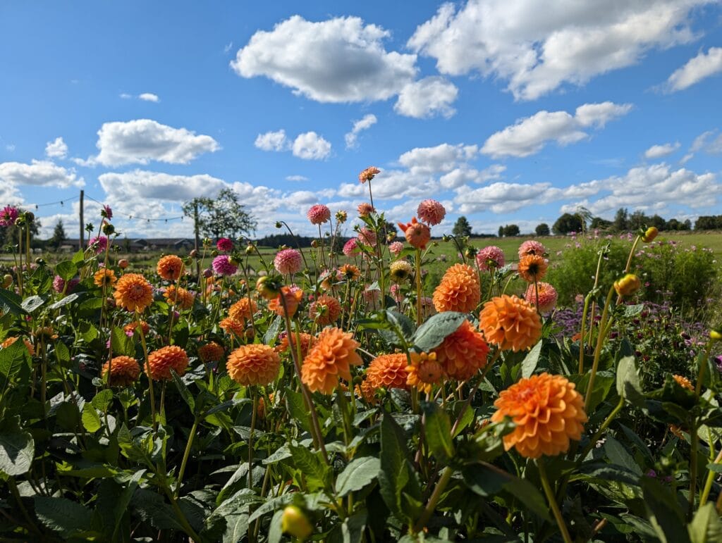 Bloemen plukken Berg en Dal