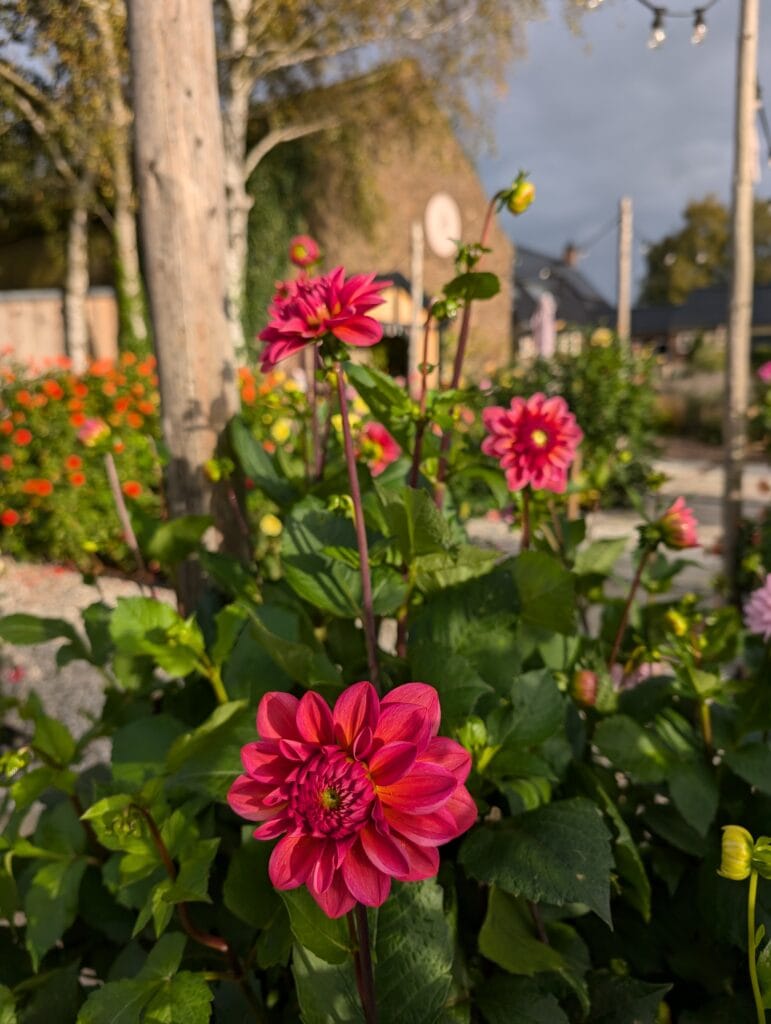 Dahlias grenshof